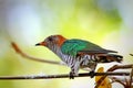 Asian Emerald CuckooÃÂ 